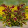 Coleus – FlameThrower™ Chilli Pepper – 4.5″ Pot